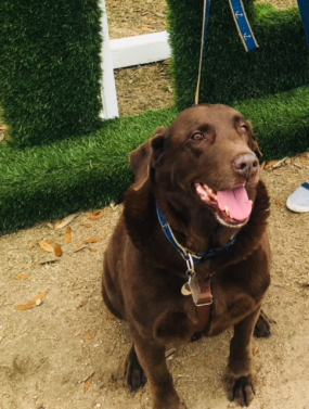 Mr. Brown...my sweet rescue lab and the face of our sailboat Luckydog!