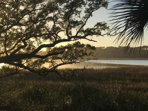 Beautiful low country grand oak.