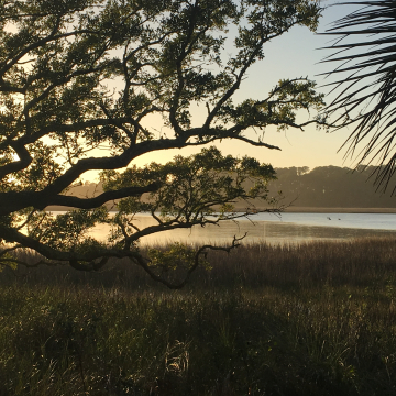 Beautiful low country grand oak.